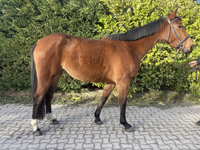 Belgisch Warmbloed Merrie 4 Jaar 157 cm Bruin in Grote Brogel