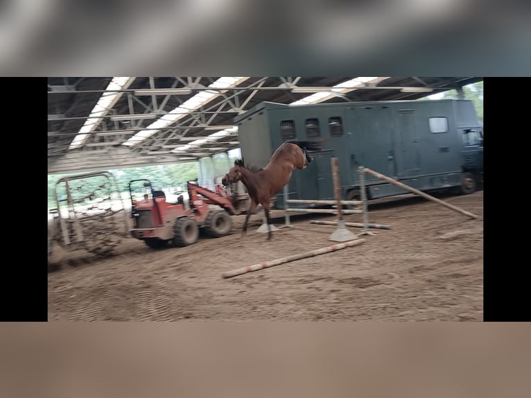 Belgisch Warmbloed Merrie 4 Jaar 160 cm Bruin in Meeuwen