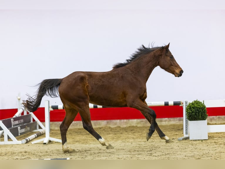 Belgisch Warmbloed Merrie 4 Jaar 162 cm Bruin in Waddinxveen