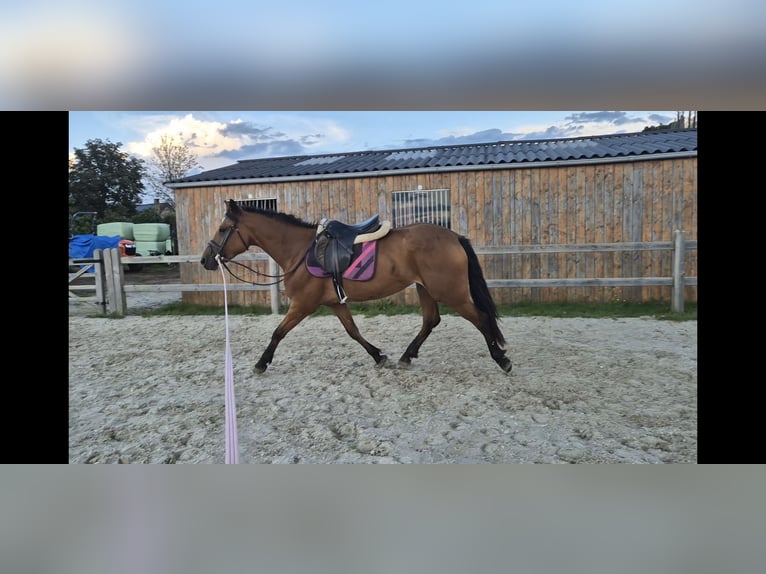 Belgisch Warmbloed Merrie 4 Jaar 163 cm Bruin in Aarschot