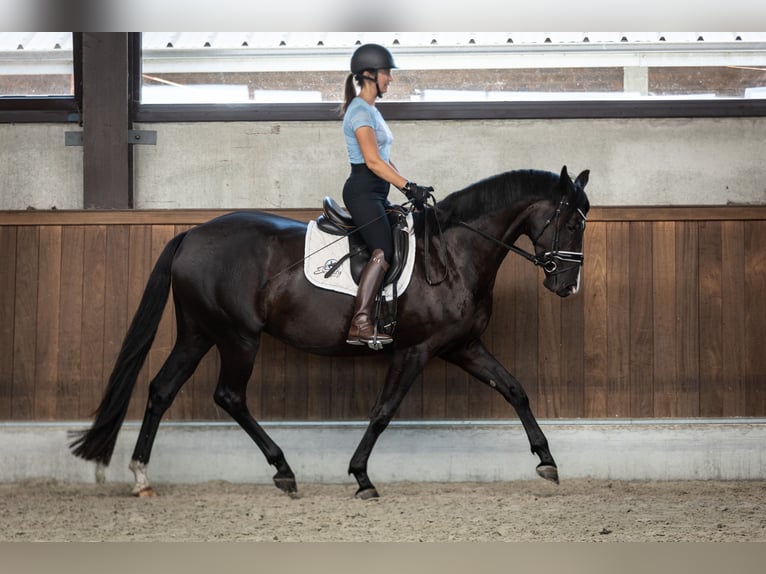 Belgisch Warmbloed Merrie 4 Jaar 163 cm Zwart in Moerbeke-Waas