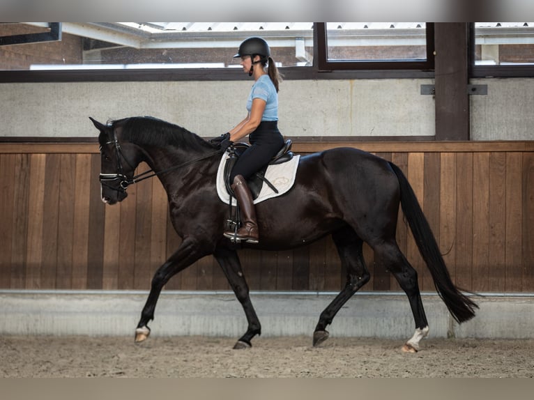 Belgisch Warmbloed Merrie 4 Jaar 163 cm Zwart in Moerbeke-Waas