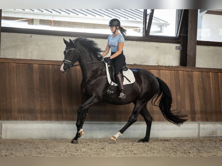Belgisch Warmbloed Merrie 4 Jaar 163 cm Zwart in Moerbeke-Waas