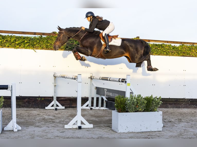 Belgisch Warmbloed Merrie 4 Jaar 164 cm Donkerbruin in Waddinxveen