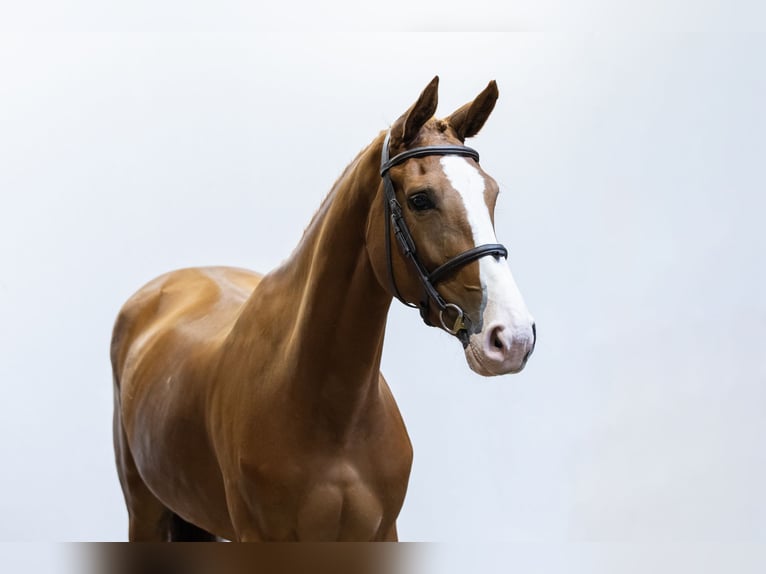 Belgisch Warmbloed Merrie 4 Jaar 164 cm Vos in Waddinxveen Belgisch Warmbloed Merrie 4 Jaar 164 cm Vos in Waddinxveen