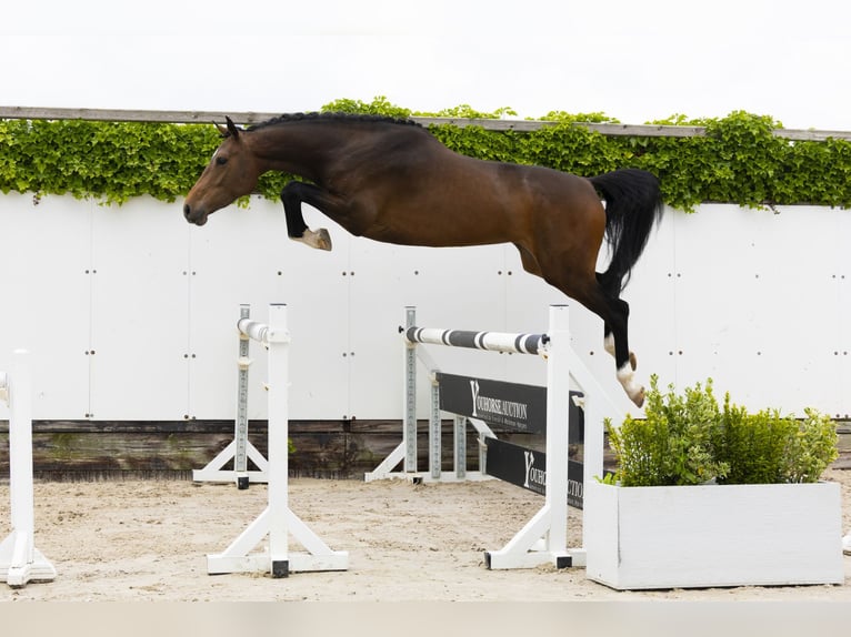 Belgisch Warmbloed Merrie 4 Jaar 165 cm Bruin in Waddinxveen
