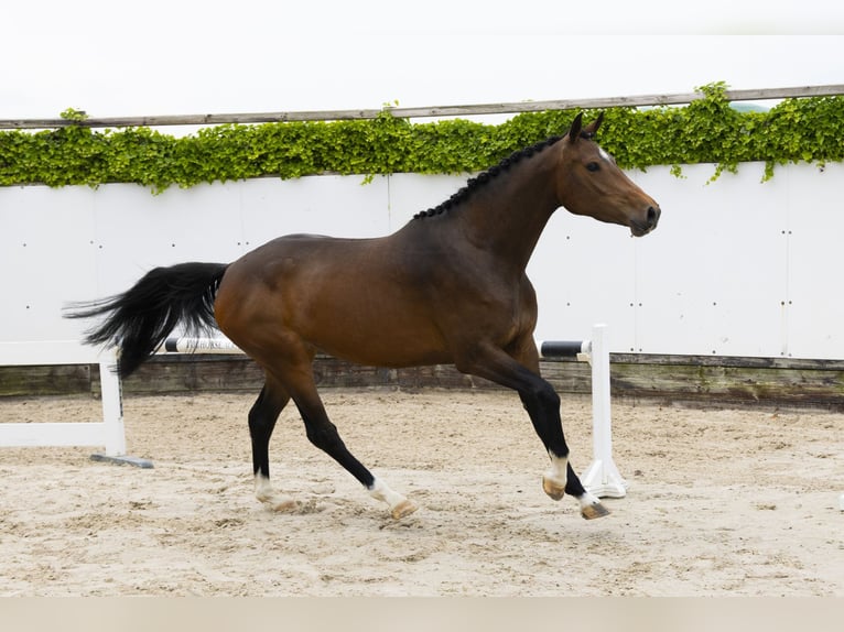 Belgisch Warmbloed Merrie 4 Jaar 165 cm Bruin in Waddinxveen