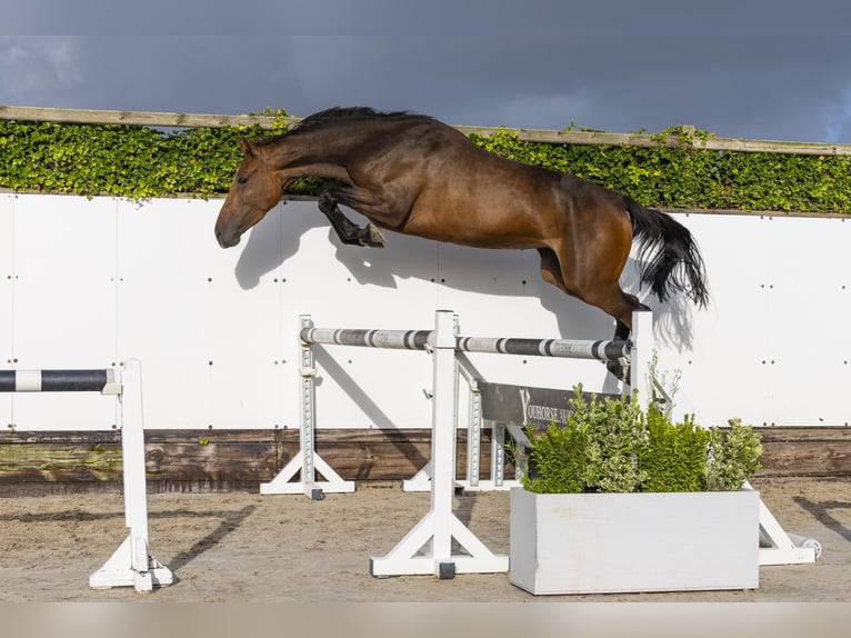 Belgisch Warmbloed Merrie 4 Jaar 165 cm Bruin in Waddinxveen