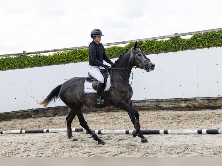 Belgisch Warmbloed Merrie 4 Jaar 165 cm Schimmel in Waddinxveen
