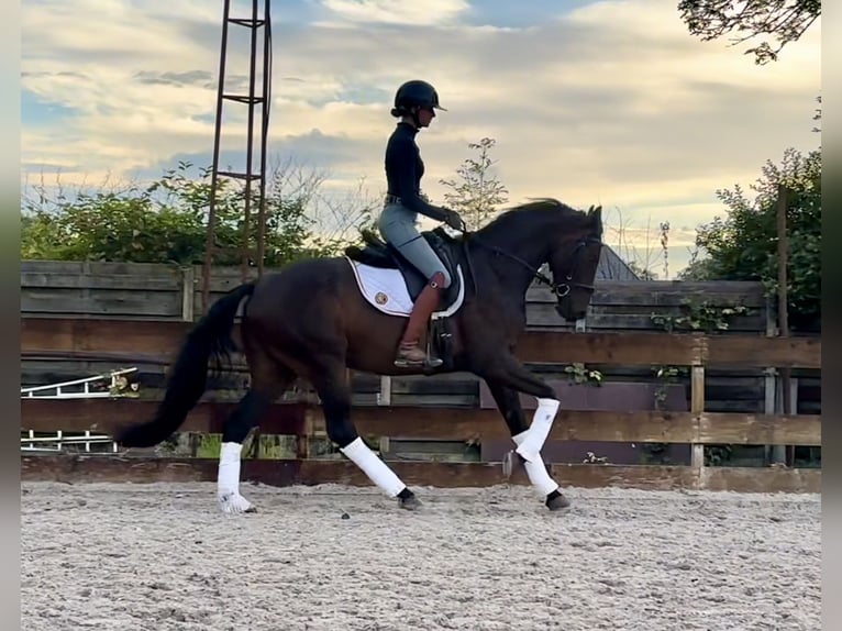 Belgisch Warmbloed Merrie 4 Jaar 166 cm Donkerbruin in Neeroeteren