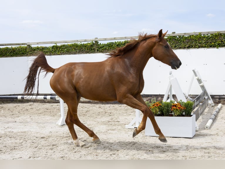 Belgisch Warmbloed Merrie 4 Jaar 166 cm Vos in Waddinxveen