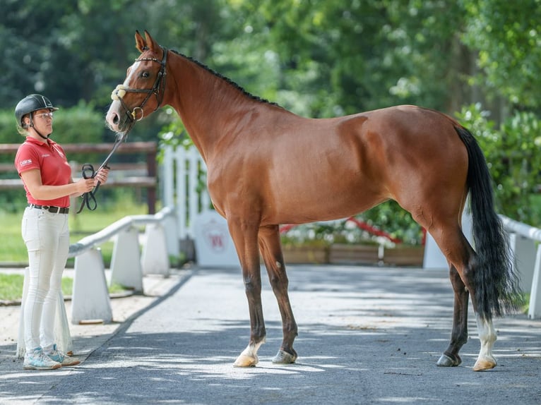 Belgisch Warmbloed Merrie 4 Jaar 167 cm Bruin in Münster