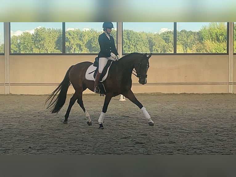 Belgisch Warmbloed Merrie 4 Jaar 167 cm Donkerbruin in Peer