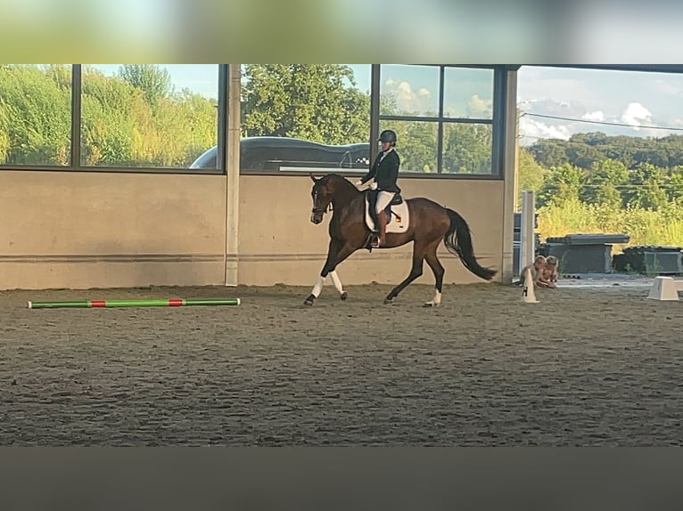 Belgisch Warmbloed Merrie 4 Jaar 167 cm Donkerbruin in Peer