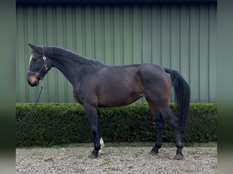 Belgisch Warmbloed Merrie 4 Jaar 167 cm Donkerbruin in Oud Gastel