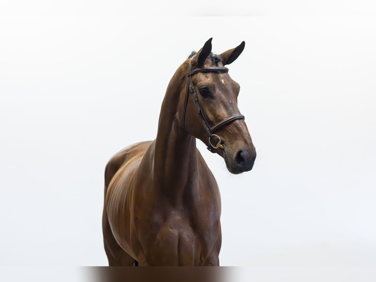 Belgisch Warmbloed Merrie 4 Jaar 168 cm Bruin in Waddinxveen