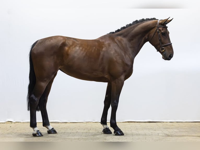 Belgisch Warmbloed Merrie 4 Jaar 168 cm Bruin in Waddinxveen