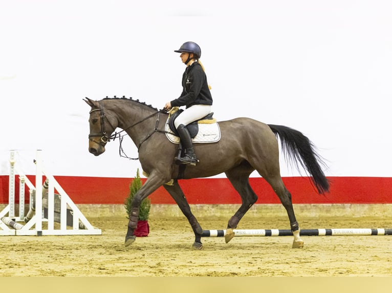 Belgisch Warmbloed Merrie 4 Jaar 168 cm Bruin in Waddinxveen