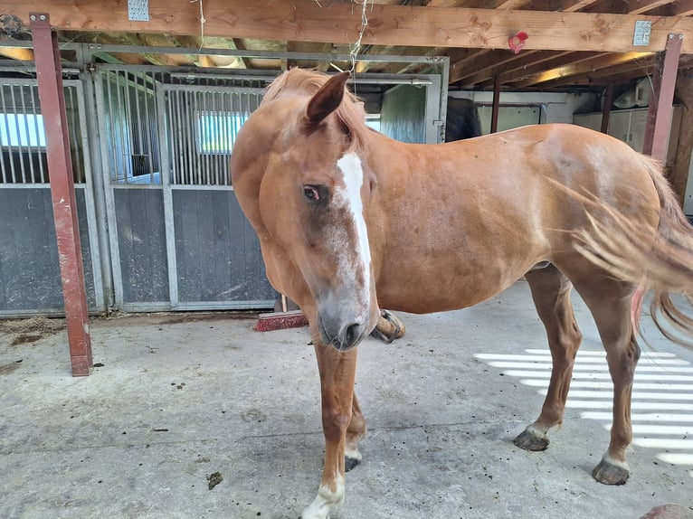 Belgisch Warmbloed Merrie 4 Jaar 168 cm Donkere-vos in Attenrode-Wever