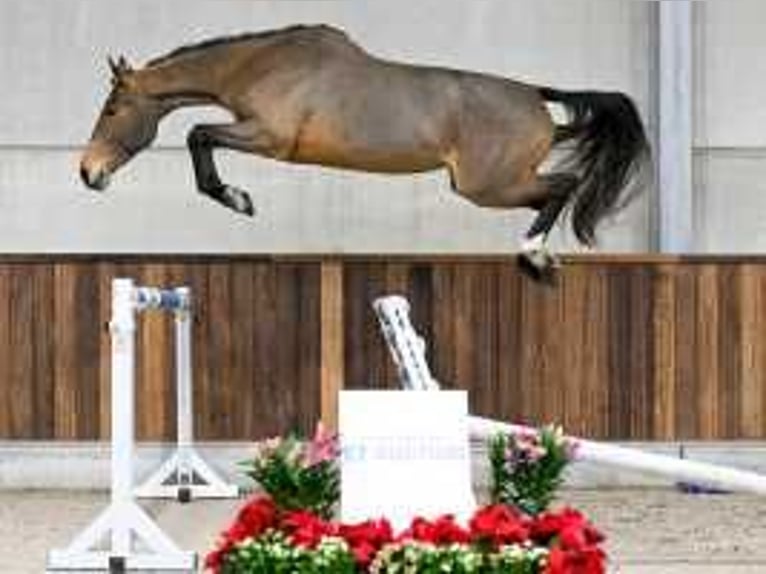 Belgisch Warmbloed Merrie 4 Jaar 168 cm Lichtbruin in Sint-Niklaas