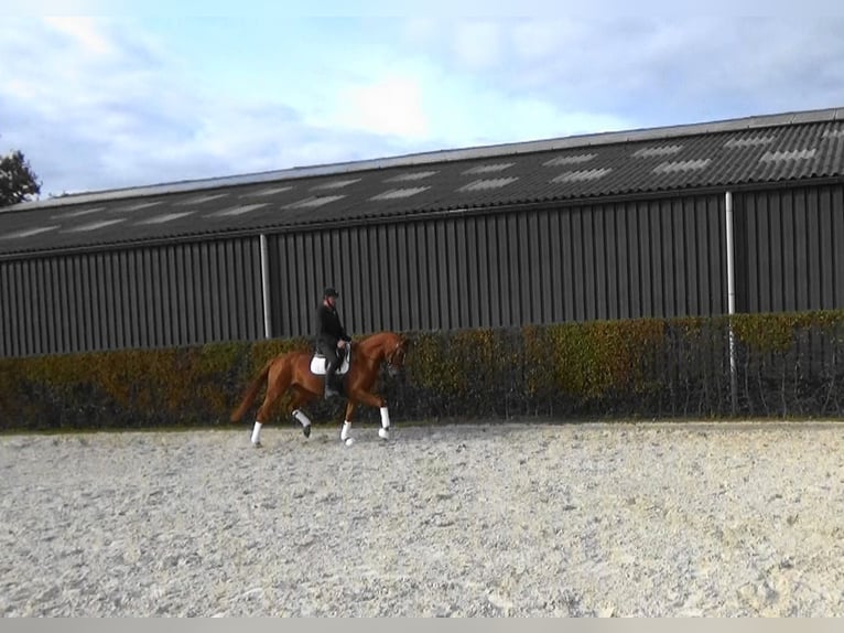 Belgisch Warmbloed Merrie 4 Jaar 169 cm Vos in M&#xF6;nchengladbach