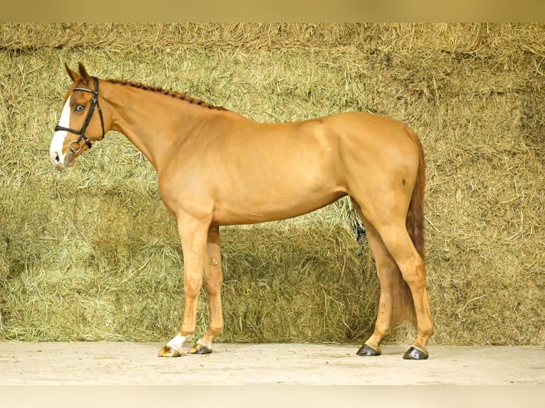 Belgisch Warmbloed Merrie 4 Jaar 170 cm Vos in Bladel