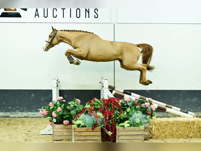 Belgisch Warmbloed Merrie 4 Jaar 170 cm Vos in Bladel