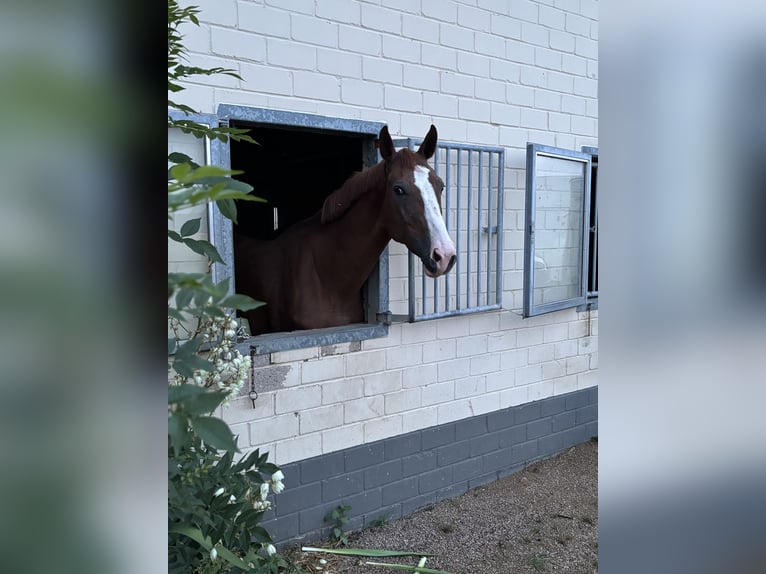 Belgisch Warmbloed Merrie 4 Jaar 170 cm Vos in Wachtberg