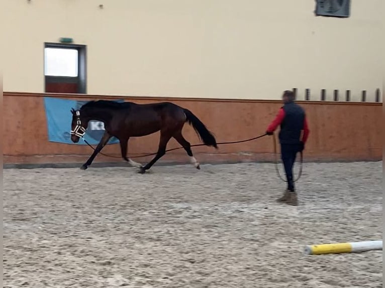 Belgisch Warmbloed Merrie 4 Jaar 175 cm Bruin in Üllő