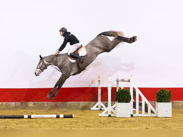 Belgisch Warmbloed Merrie 5 Jaar 161 cm  in Waddinxveen