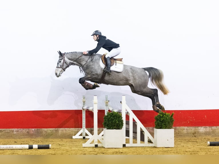 Belgisch Warmbloed Merrie 5 Jaar 161 cm  in Waddinxveen