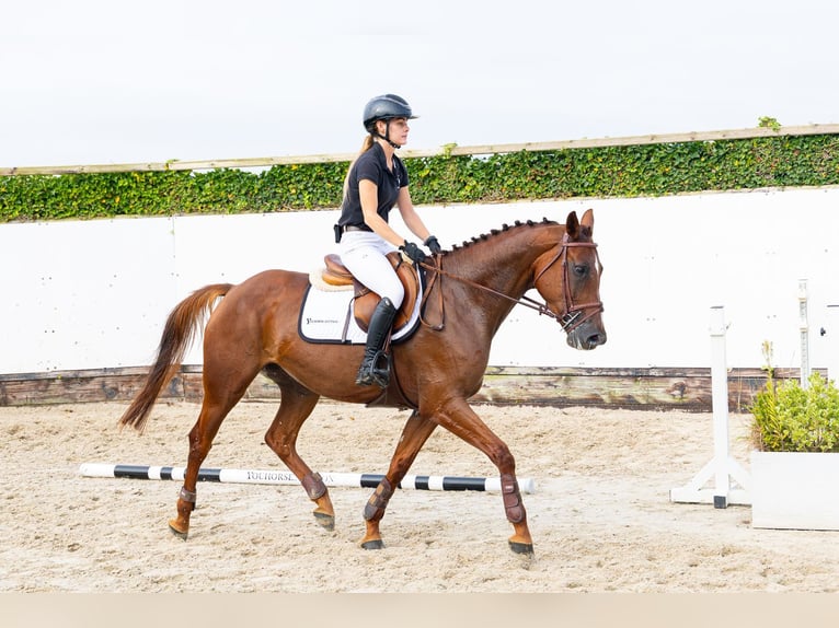 Belgisch Warmbloed Merrie 5 Jaar 162 cm Donkere-vos in Waddinxveen
