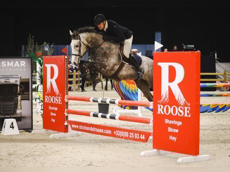 Belgisch Warmbloed Merrie 5 Jaar 163 cm Schimmel in Laarne