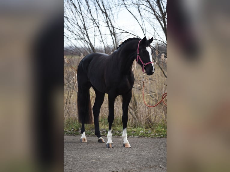 Belgisch Warmbloed Merrie 5 Jaar 163 cm Zwart in Baracs