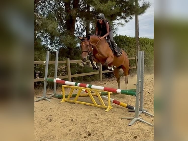 Belgisch Warmbloed Merrie 5 Jaar 165 cm Bruin in Bornem