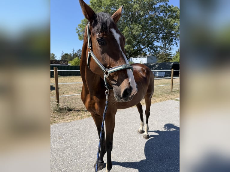 Belgisch Warmbloed Merrie 5 Jaar 165 cm Bruin in Wolfsthal