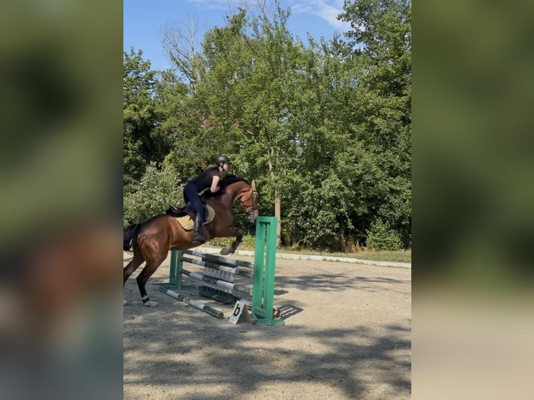 Belgisch Warmbloed Merrie 5 Jaar 165 cm Bruin in Wolfsthal