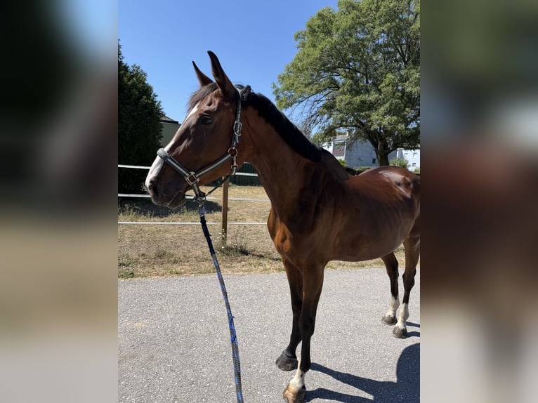 Belgisch Warmbloed Merrie 5 Jaar 165 cm Bruin in Wolfsthal