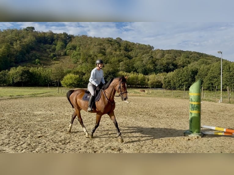 Belgisch Warmbloed Merrie 5 Jaar 165 cm Bruin in Wolfsthal