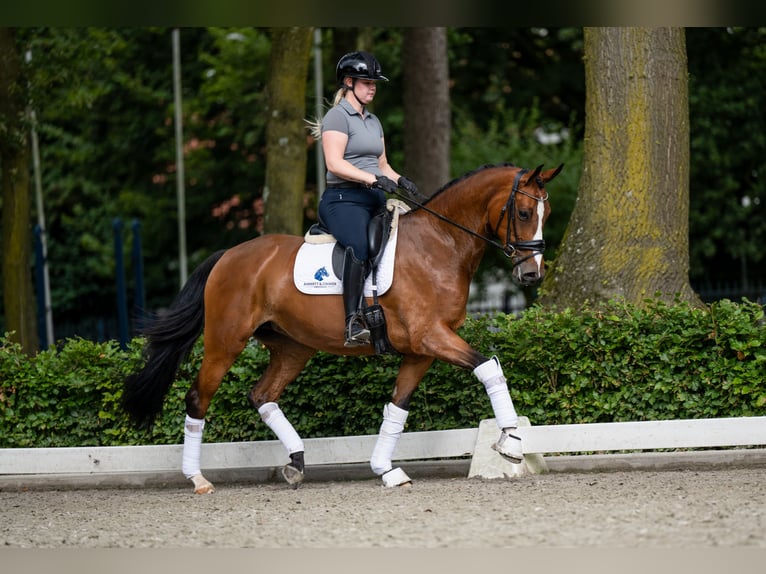 Belgisch Warmbloed Merrie 5 Jaar 165 cm Donkere-vos in Weert