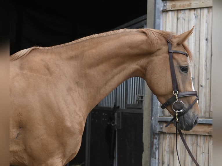 Belgisch Warmbloed Merrie 5 Jaar 165 cm Vos in Geilenkirchen