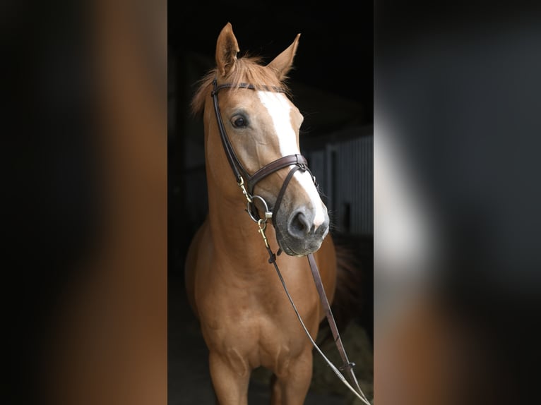 Belgisch Warmbloed Merrie 5 Jaar 165 cm Vos in Geilenkirchen