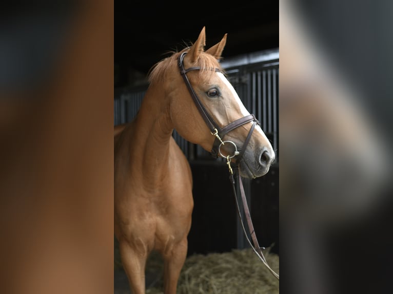Belgisch Warmbloed Merrie 5 Jaar 165 cm Vos in Geilenkirchen