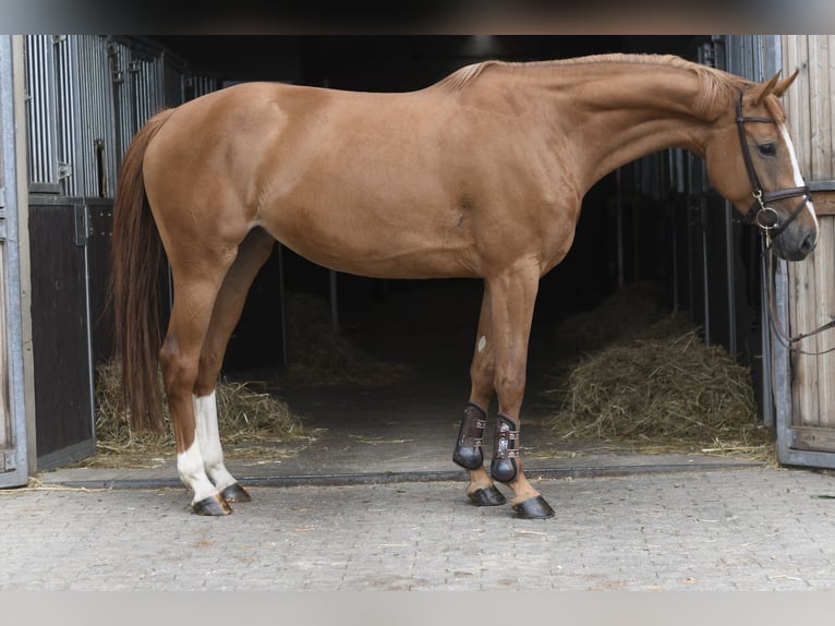 Belgisch Warmbloed Merrie 5 Jaar 165 cm Vos in Geilenkirchen