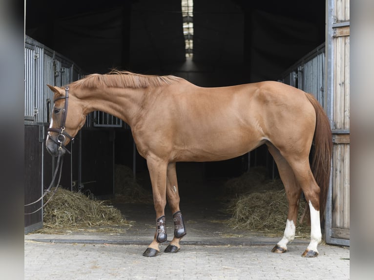 Belgisch Warmbloed Merrie 5 Jaar 165 cm Vos in Geilenkirchen