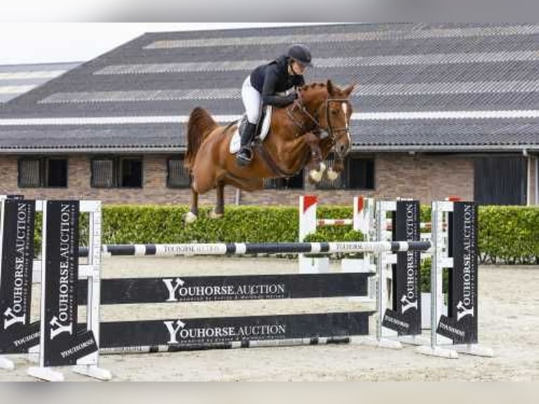 Belgisch Warmbloed Merrie 5 Jaar 165 cm Vos in Waddinxveen