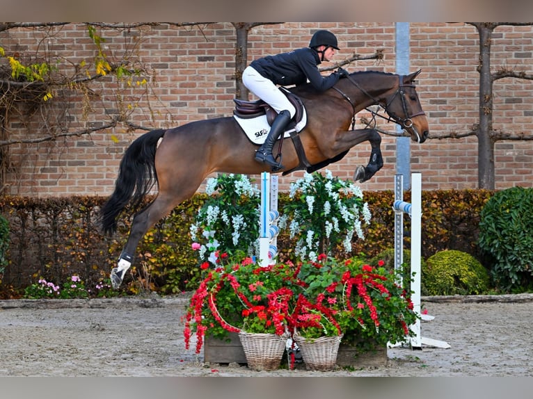 Belgisch Warmbloed Merrie 5 Jaar 167 cm Donkerbruin in Bladel