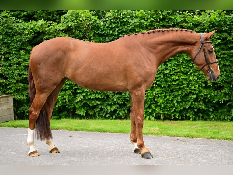 Belgisch Warmbloed Merrie 5 Jaar 167 cm Vos in Bladel