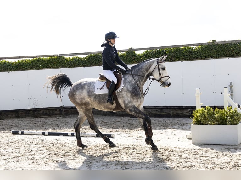 Belgisch Warmbloed Merrie 5 Jaar 168 cm  in Waddinxveen