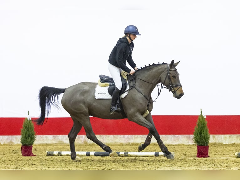 Belgisch Warmbloed Merrie 5 Jaar 168 cm  in Waddinxveen